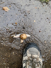 Helix pomatia