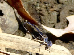 Argia hinei
