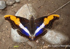 Doxocopa laure laure