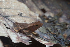 Rhinella margaritifera