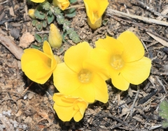Oxalis melanosticta melanosticta