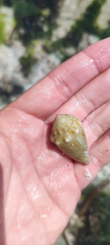 Conus varius observed 2024-08-04