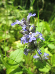 Ajuga reptans