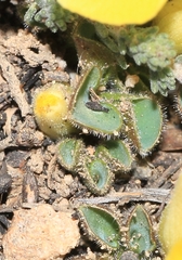 Oxalis melanosticta melanosticta