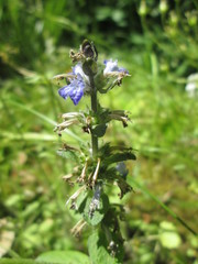 Ajuga reptans
