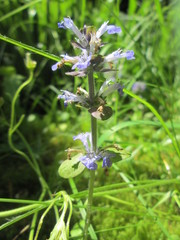 Ajuga reptans