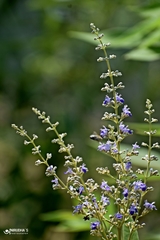 Vitex negundo