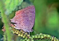 Arhopala atrax