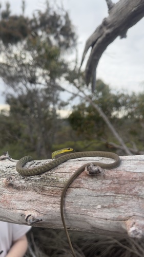 Common Tree Snake sighting