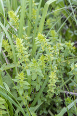Cruciata glabra krylovii