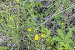 Potentilla chrysantha
