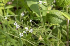 Cerastium pauciflorum