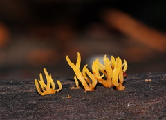 Calocera sinensis