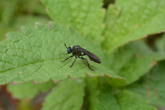 Dioctria atricapilla