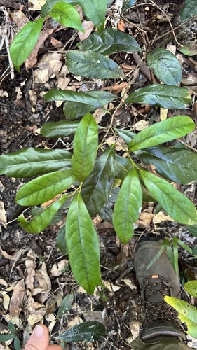 Cryptocarya macdonaldii observed 2024-08-04