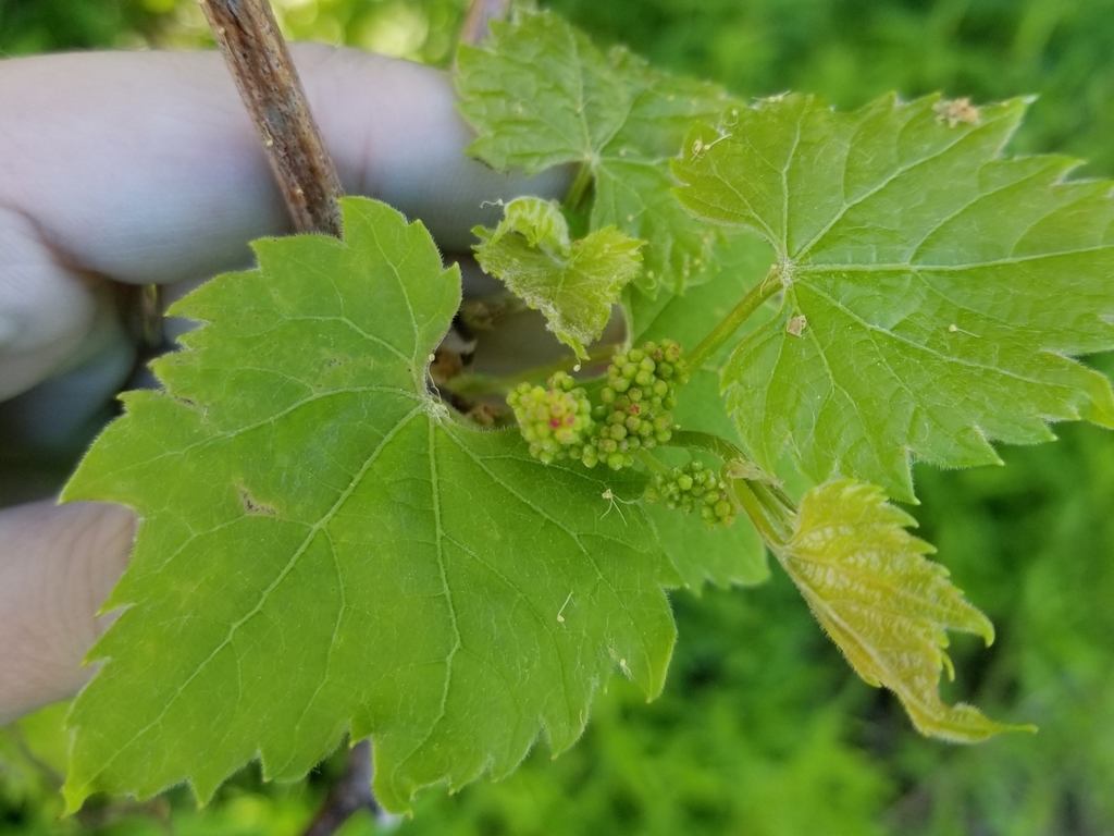 grapevines from West Coxsackie, NY 12192, USA on June 6, 2019 at 05:01 ...