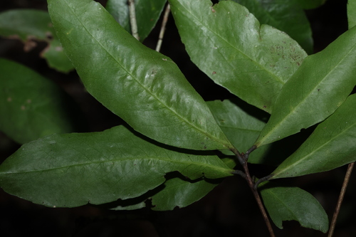 Image of Denhamia celastroides by (c) Greg Tasney, some rights reserved (CC BY-SA)