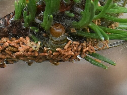 Gewone spinselbladwesp, Groesbeek, Nederland, photo 10 of 10