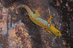 Gonatodes concinnatus