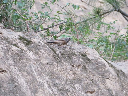 Emberiza godlewskii