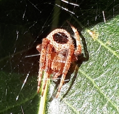 Backobourkia collina