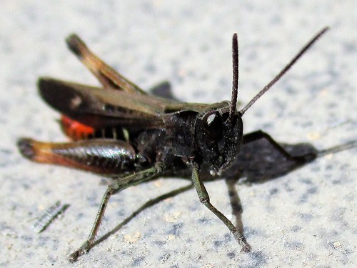 Woodland Grasshopper, photo 3 of 10