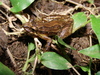 San Vicente Snouted Tree Frog - Photo (c) Marco Vicariotto, some rights reserved (CC BY-NC-ND), uploaded by Marco Vicariotto