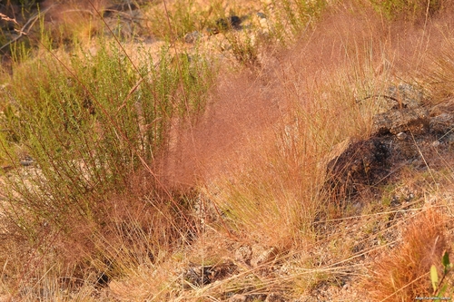 Agrostis nebulosa iNat (1)