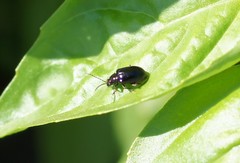 Coleoptera