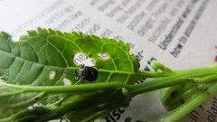 Cionus scrophulariae