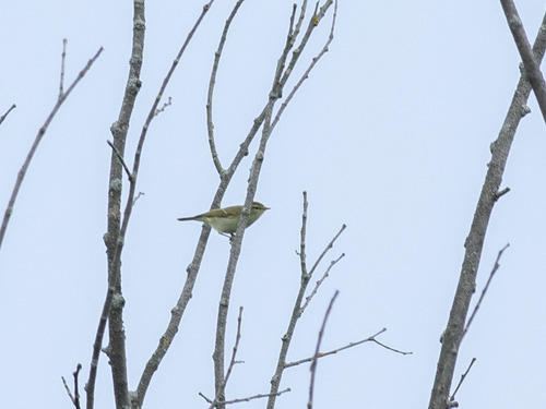 Greenish Warbler (Phylloscopus trochiloides), photo 8