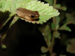 Dendropsophus nanus
