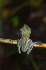 Boana nympha