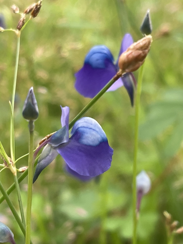Utricularia cecilii P.Taylor 2