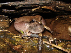 Physalaemus cuvieri