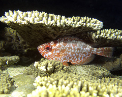 Heteropriacanthus carolinus