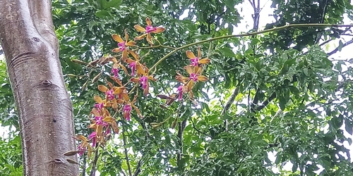 Image of Encyclia plicata by no rights reserved