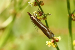 Crambus pratella