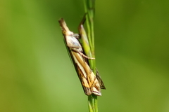 Crambus pratella
