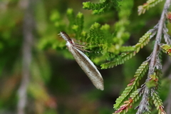 Pleurota bicostella