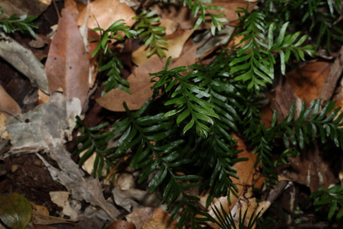 Image of Tmesipteris truncata by (c) Greg Tasney, some rights reserved (CC BY-SA)