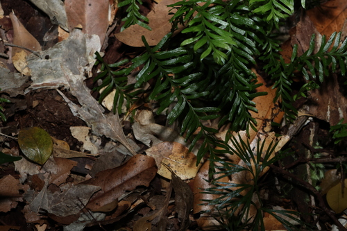 Image of Tmesipteris truncata by (c) Greg Tasney, some rights reserved (CC BY-SA)