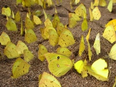 Abaeis salome jamapa