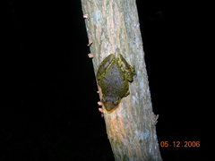 Scinax nasicus