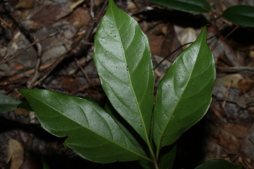 Image of Apocissus sterculiifolia by (c) Greg Tasney, some rights reserved (CC BY-SA)
