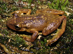 Scinax nasicus