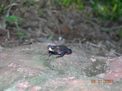 Melanophryniscus devincenzii