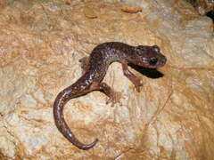 Ambrosi's Cave Salamander photo 2