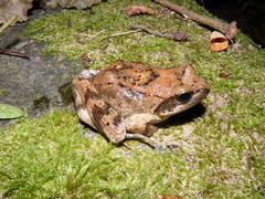 Italian Stream Frog photo 5