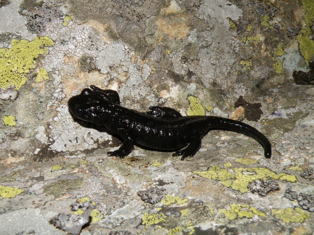 Lanza's Alpine Salamander